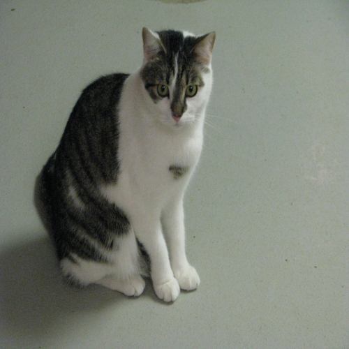Jefferson, an adopted Tabby & Domestic Short Hair Mix in McDonough, GA_image-1