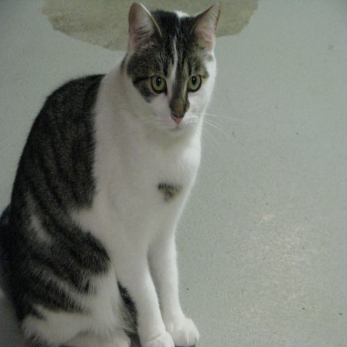 Jefferson, an adopted Tabby & Domestic Short Hair Mix in McDonough, GA_image-3
