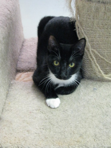 Patience, an adopted Tuxedo Mix in McDonough, GA_image-2