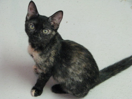 Cinder, an adopted Tortoiseshell Mix in McDonough, GA_image-1