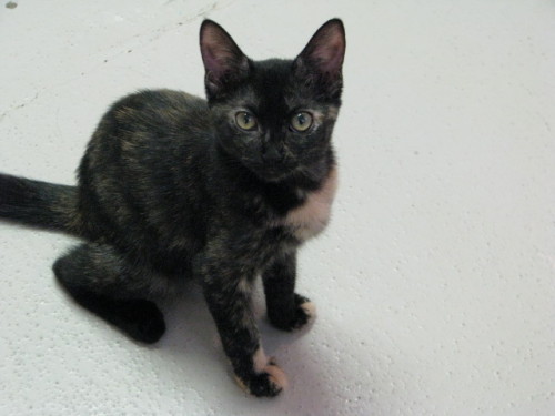 Cinder, an adopted Tortoiseshell Mix in McDonough, GA_image-2
