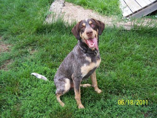 Uno, an adopted German Shorthaired Pointer & Australian Cattle Dog / Blue Heeler Mix in Omaha, NE_image-1