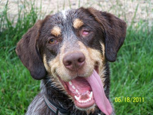 Uno, an adopted German Shorthaired Pointer & Australian Cattle Dog / Blue Heeler Mix in Omaha, NE_image-2