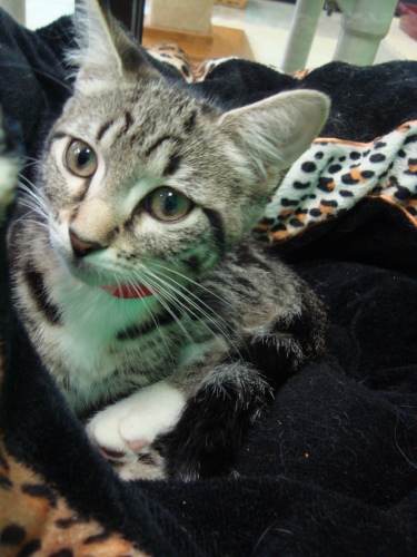 Holly, an adoptable American Shorthair, Domestic Short Hair in Lakeland, FL, 33813 | Photo Image 1