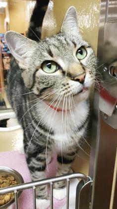 Holly, an adoptable American Shorthair & Domestic Short Hair Mix in Lakeland, FL_image-4
