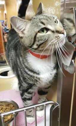 Holly, an adoptable American Shorthair & Domestic Short Hair Mix in Lakeland, FL_image-5