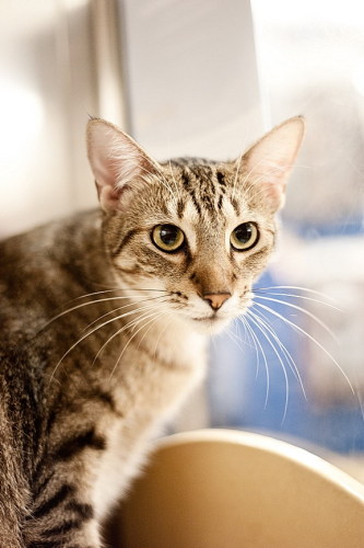 POUNCE, an adoptable Tabby in Miami Springs, FL, 33266 | Photo Image 2