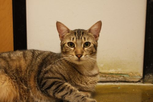 POUNCE, an adoptable Tabby in Miami Springs, FL, 33266 | Photo Image 1