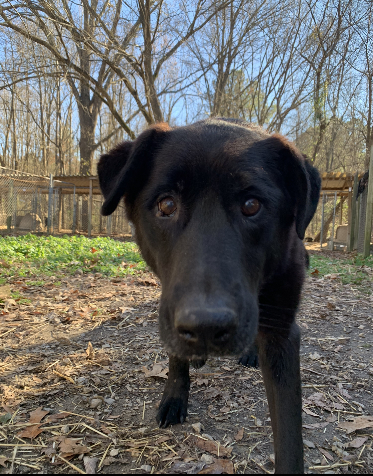 Addie, an adoptable Labrador Retriever in Dresden, TN, 38225 | Photo Image 1