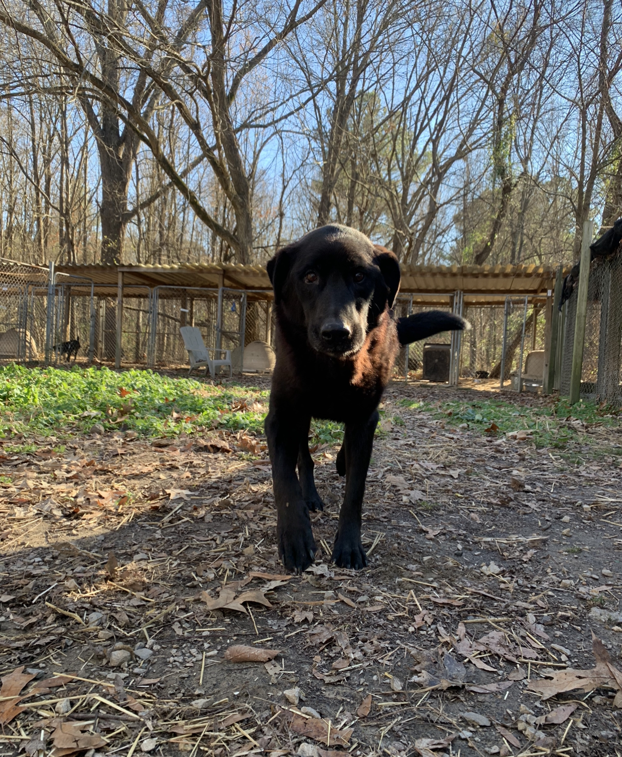 Addie, an adoptable Labrador Retriever in Dresden, TN, 38225 | Photo Image 2