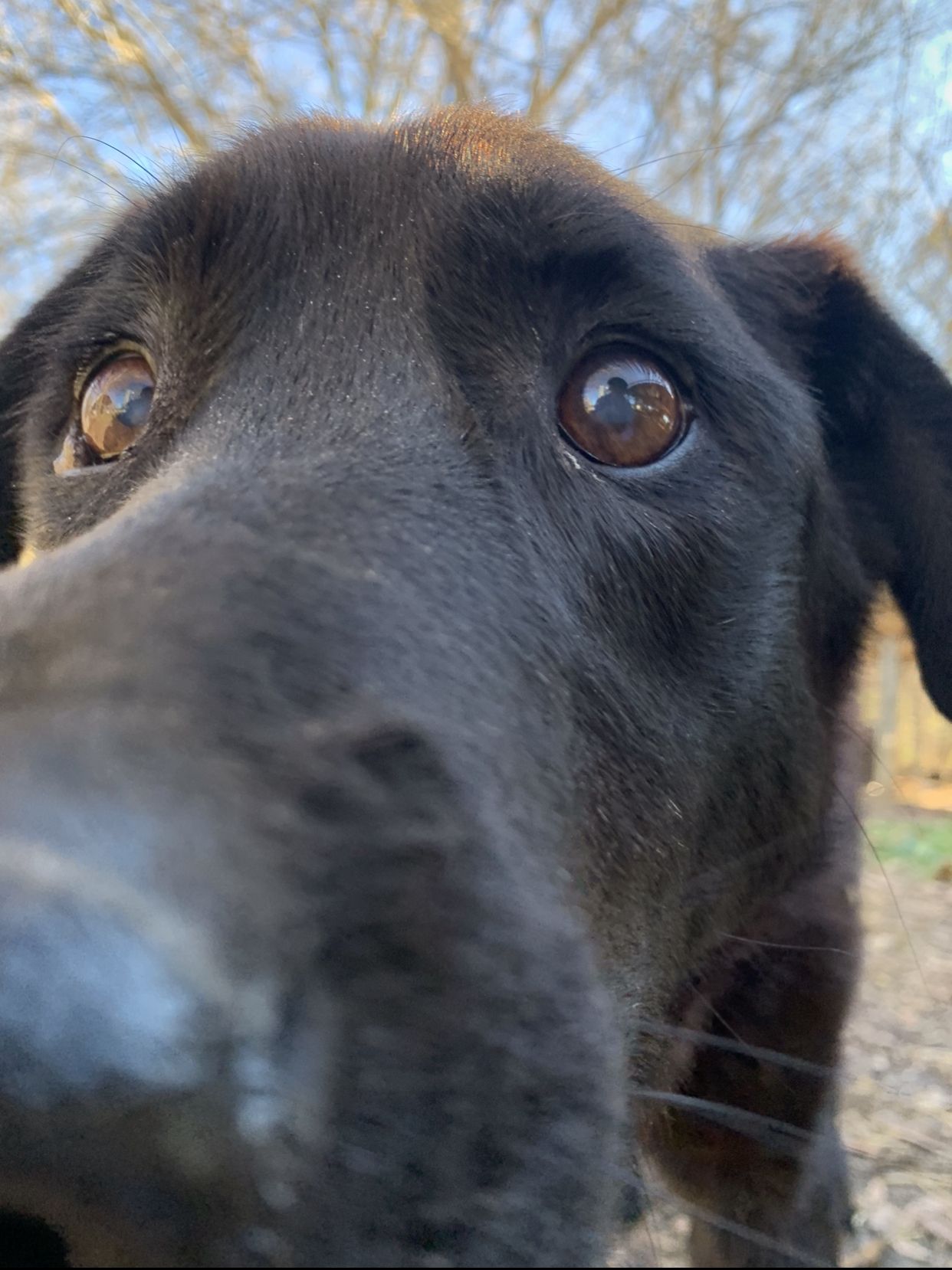 Addie, an adoptable Labrador Retriever in Dresden, TN, 38225 | Photo Image 3