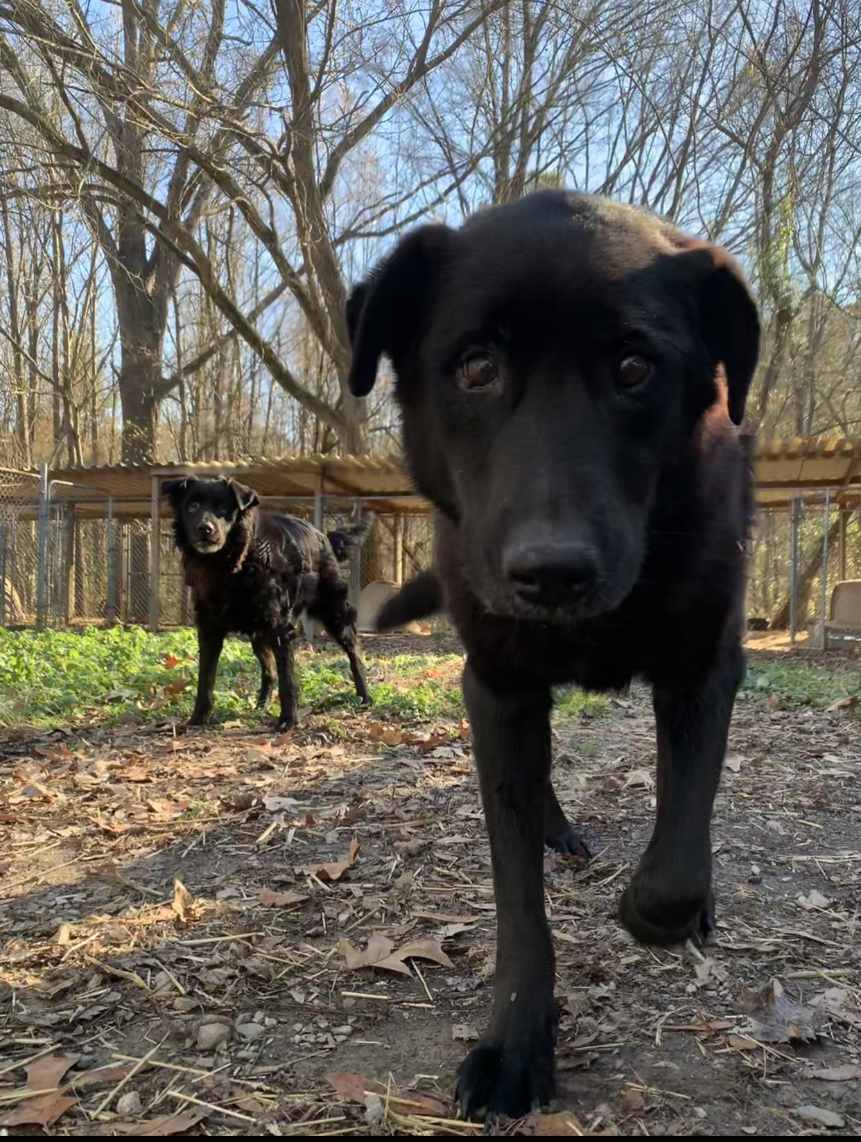 Addie, an adoptable Labrador Retriever in Dresden, TN, 38225 | Photo Image 4