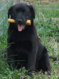 Spirit, an adoptable Labrador Retriever, Shepherd in Dresden, TN, 38225 | Photo Image 1