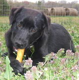 Spirit, an adoptable Labrador Retriever & Shepherd Mix in Dresden, TN_image-2