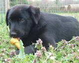 Spirit, an adoptable Labrador Retriever & Shepherd Mix in Dresden, TN_image-3