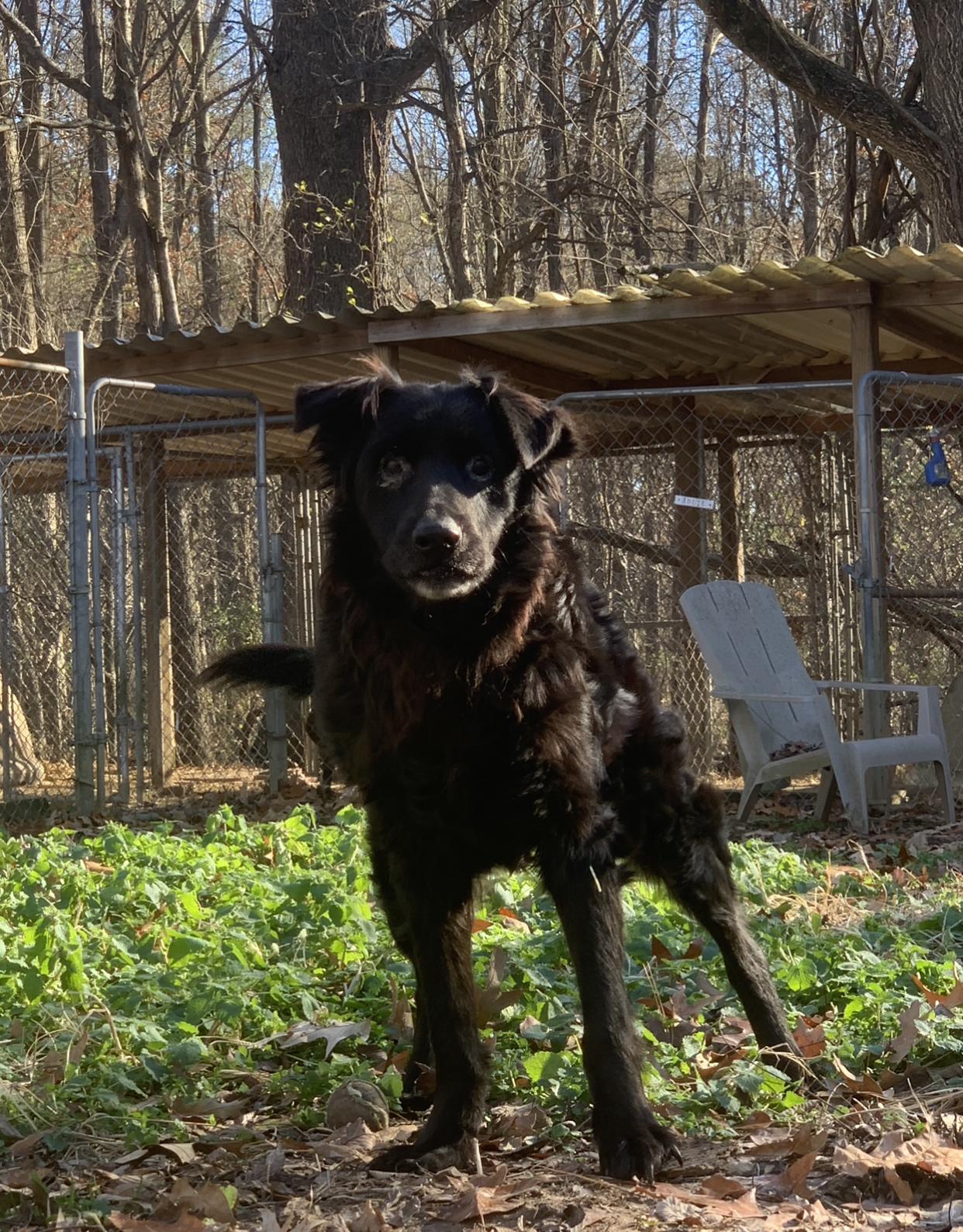 Shelby, an adoptable Labrador Retriever in Dresden, TN, 38225 | Photo Image 1