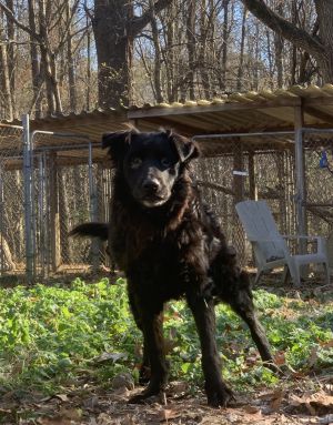 Shelby, Senior Female unknown