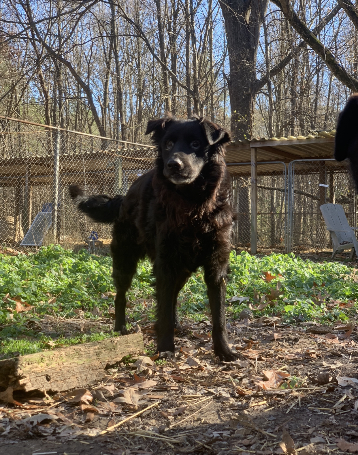 Shelby, an adoptable Labrador Retriever in Dresden, TN, 38225 | Photo Image 2