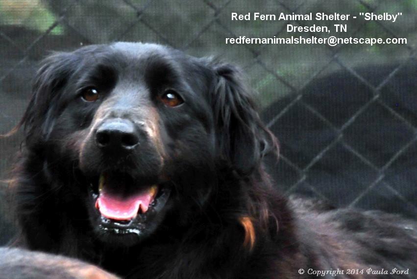 Shelby, an adoptable Labrador Retriever in Dresden, TN, 38225 | Photo Image 4