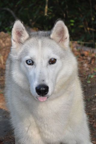 Gracie, an adopted Husky Mix in Pelham, NH_image-1