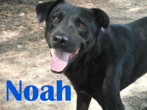 Noah, an adoptable Labrador Retriever Mix in Orangeburg, SC_image-3