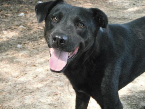 Noah, an adoptable Labrador Retriever in Orangeburg, SC, 29116 | Photo Image 4