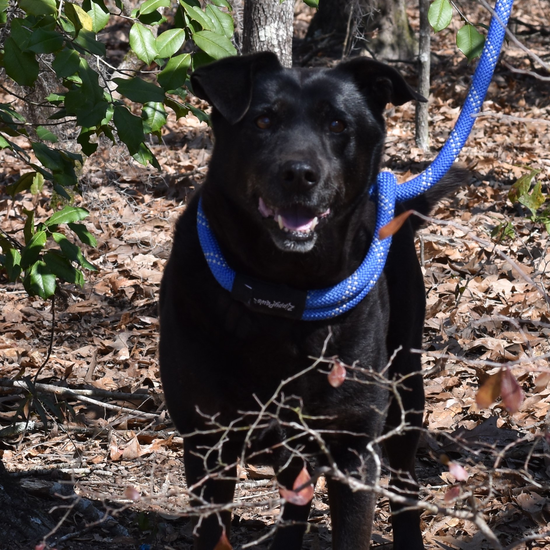 Noah, an adoptable Labrador Retriever in Orangeburg, SC, 29116 | Photo Image 1