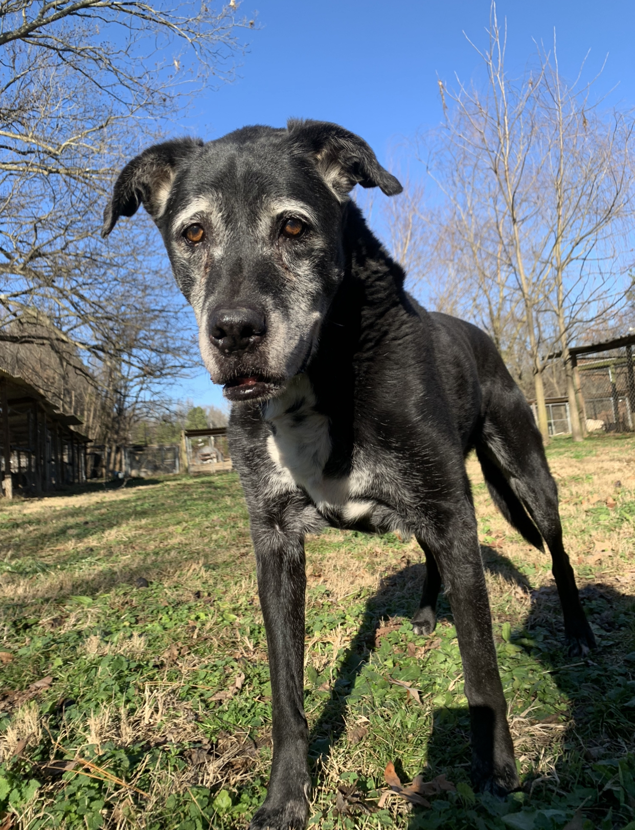 Jem, an adoptable Labrador Retriever in Dresden, TN, 38225 | Photo Image 1