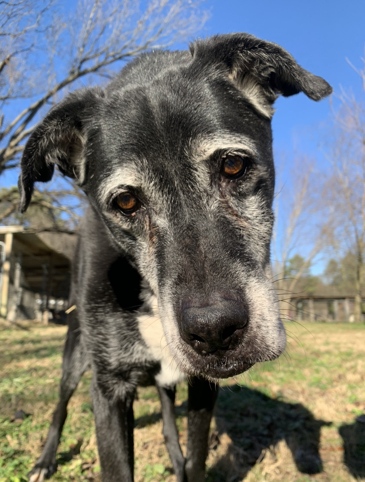 Jem, an adoptable Labrador Retriever in Dresden, TN, 38225 | Photo Image 2