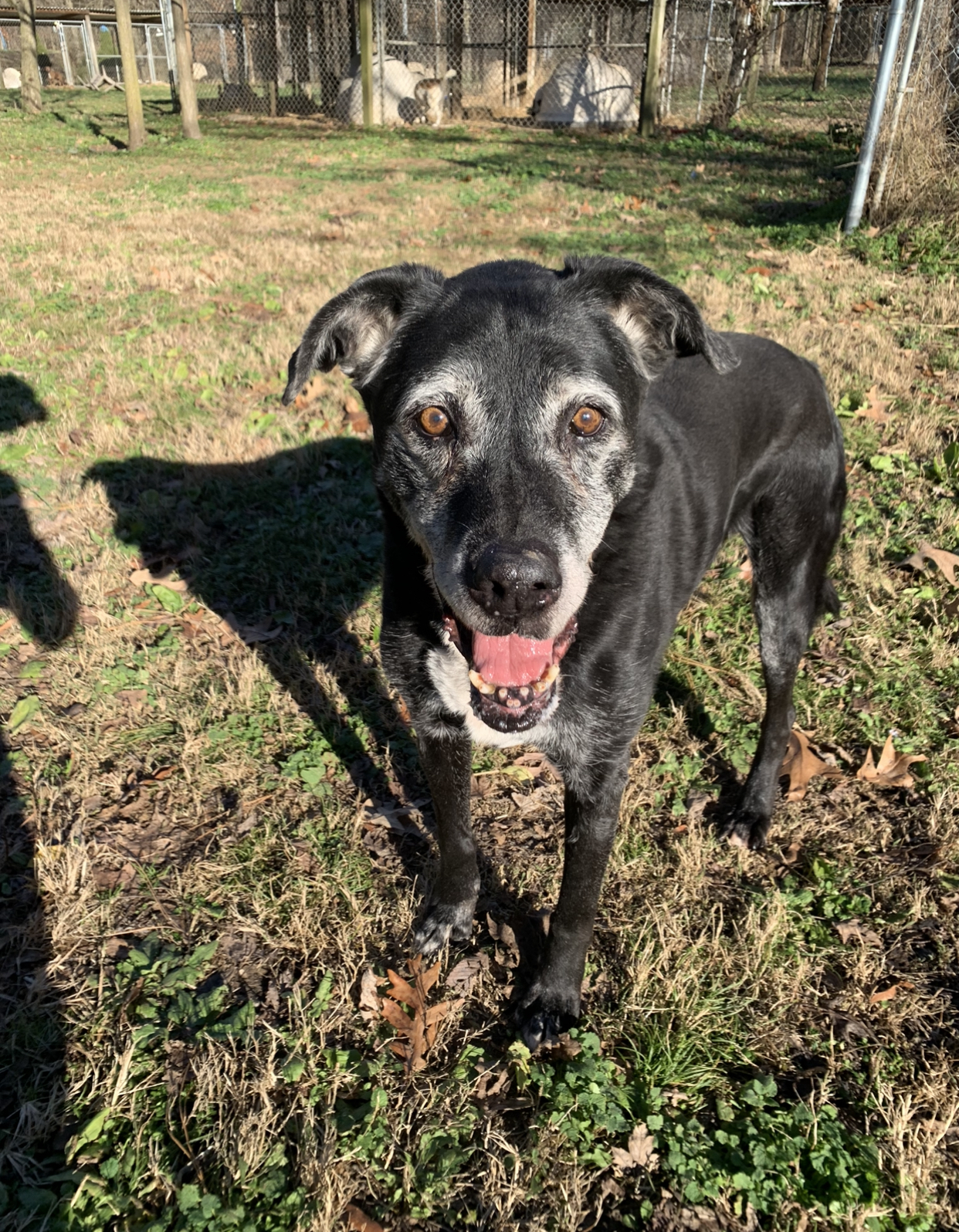 Jem, an adoptable Labrador Retriever in Dresden, TN, 38225 | Photo Image 3