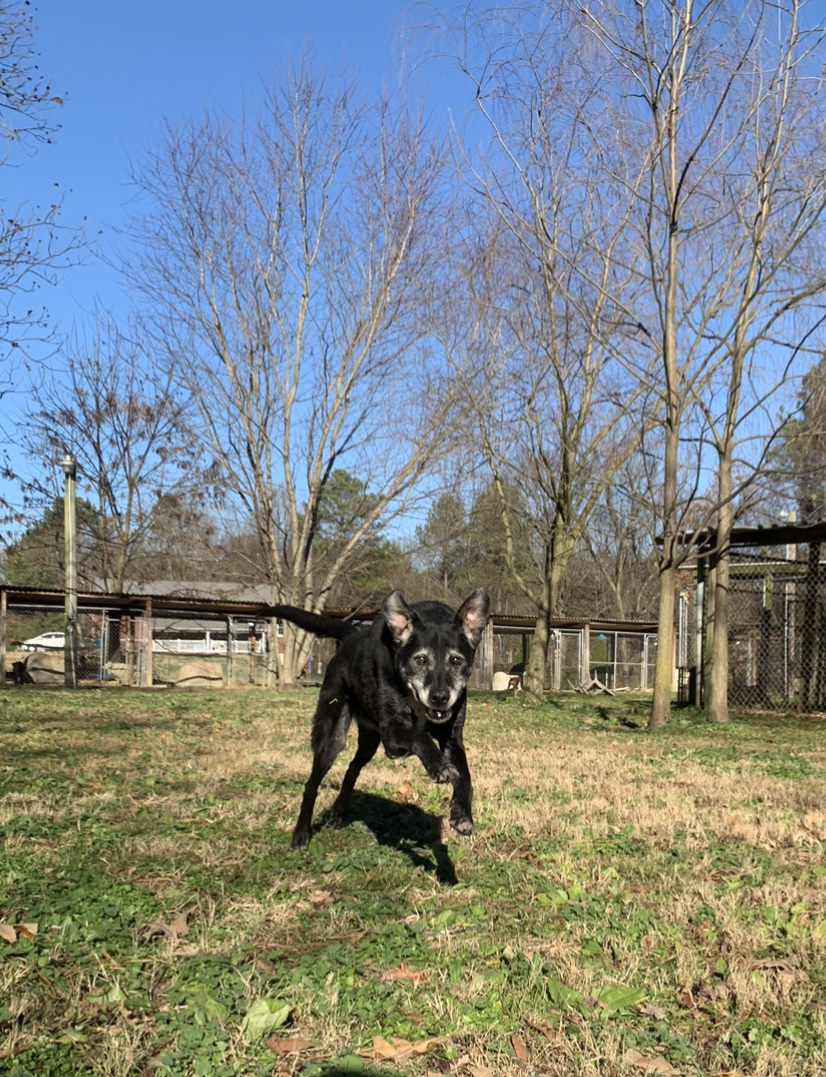 Jem, an adoptable Labrador Retriever in Dresden, TN, 38225 | Photo Image 4