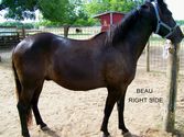 Chulita&#39;s Beau