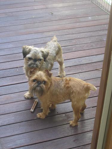 Dexter & Danny, an adopted Brussels Griffon Mix in Taunton, MA_image-2