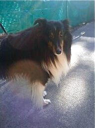 Robbie ADOPTED! 1