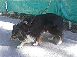 Robbie ADOPTED! 3