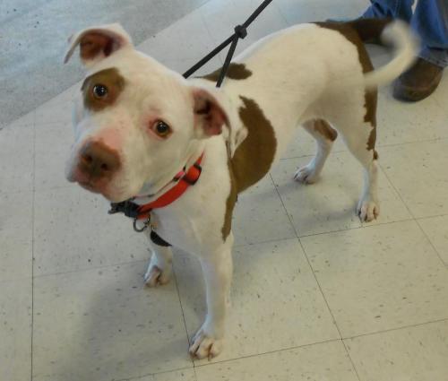 Star, an adoptable Pit Bull Terrier in Irmo, SC, 29063 | Photo Image 2