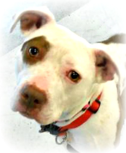 Star, an adoptable Pit Bull Terrier in Irmo, SC, 29063 | Photo Image 1