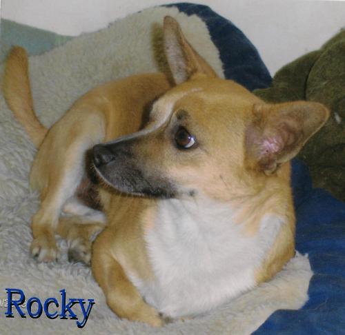 Rocky, an adoptable Corgi, Dachshund in Sun Valley, CA, 91352 | Photo Image 2