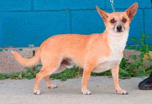 Rocky, an adoptable Corgi, Dachshund in Sun Valley, CA, 91352 | Photo Image 3