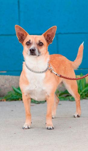 Rocky, an adoptable Corgi, Dachshund in Sun Valley, CA, 91352 | Photo Image 1
