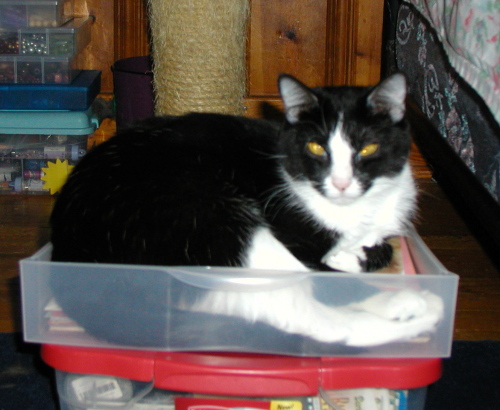 Tinkerbell 1