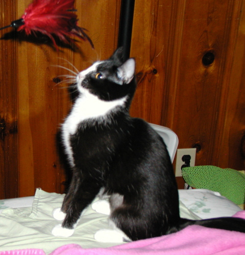 Tinkerbell 2