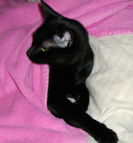 Drucilla 1