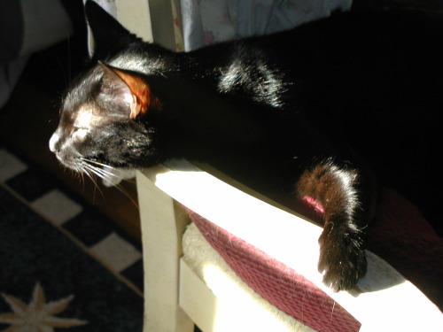 Drucilla 2