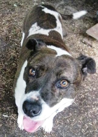 Ellie May, an adoptable American Bully, Pit Bull Terrier in Charlottesville, VA, 22901 | Photo Image 2