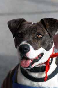 Ellie May, an adoptable American Bully, Pit Bull Terrier in Charlottesville, VA, 22901 | Photo Image 1