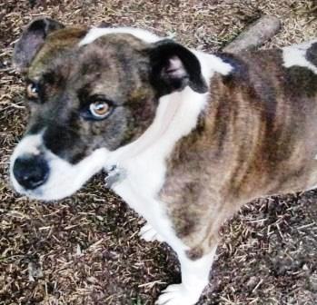 Ellie May, an adoptable American Bully, Pit Bull Terrier in Charlottesville, VA, 22901 | Photo Image 3