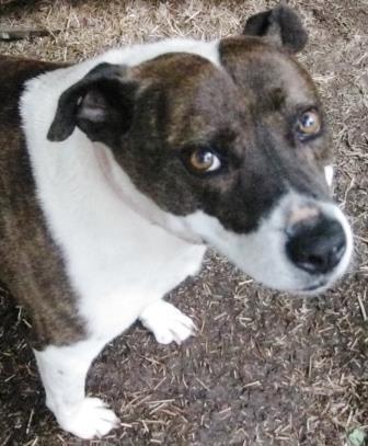 Ellie May, an adoptable American Bully, Pit Bull Terrier in Charlottesville, VA, 22901 | Photo Image 4