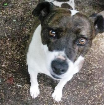 Ellie May, an adoptable American Bully, Pit Bull Terrier in Charlottesville, VA, 22901 | Photo Image 5