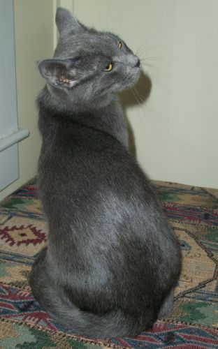 Tyler, an adopted Russian Blue & Domestic Short Hair Mix in Spencer, NY_image-2